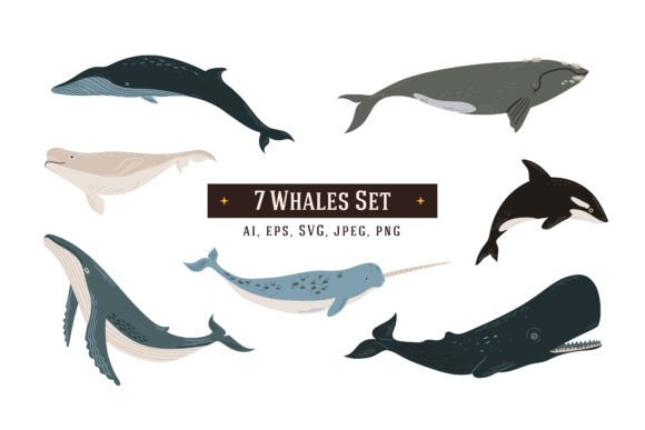 7 Whales Illustrations: A Versatile Graphics Set