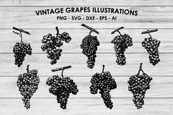 Vintage Charm: Grapes Illustrations SVG